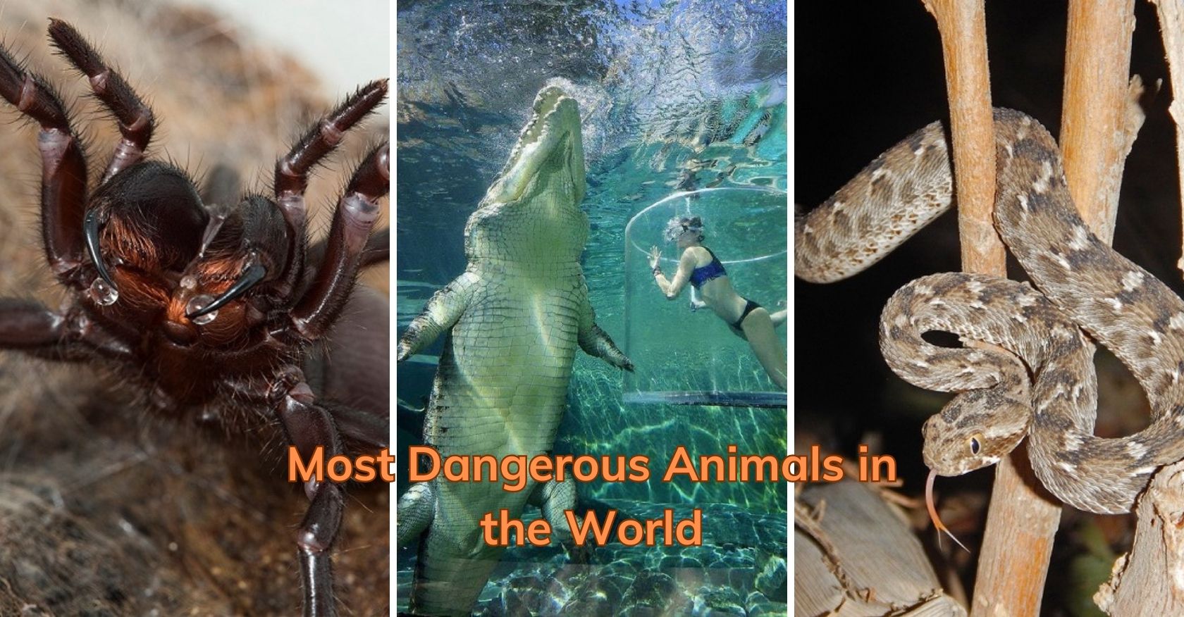Most Dangerous Animals in the World