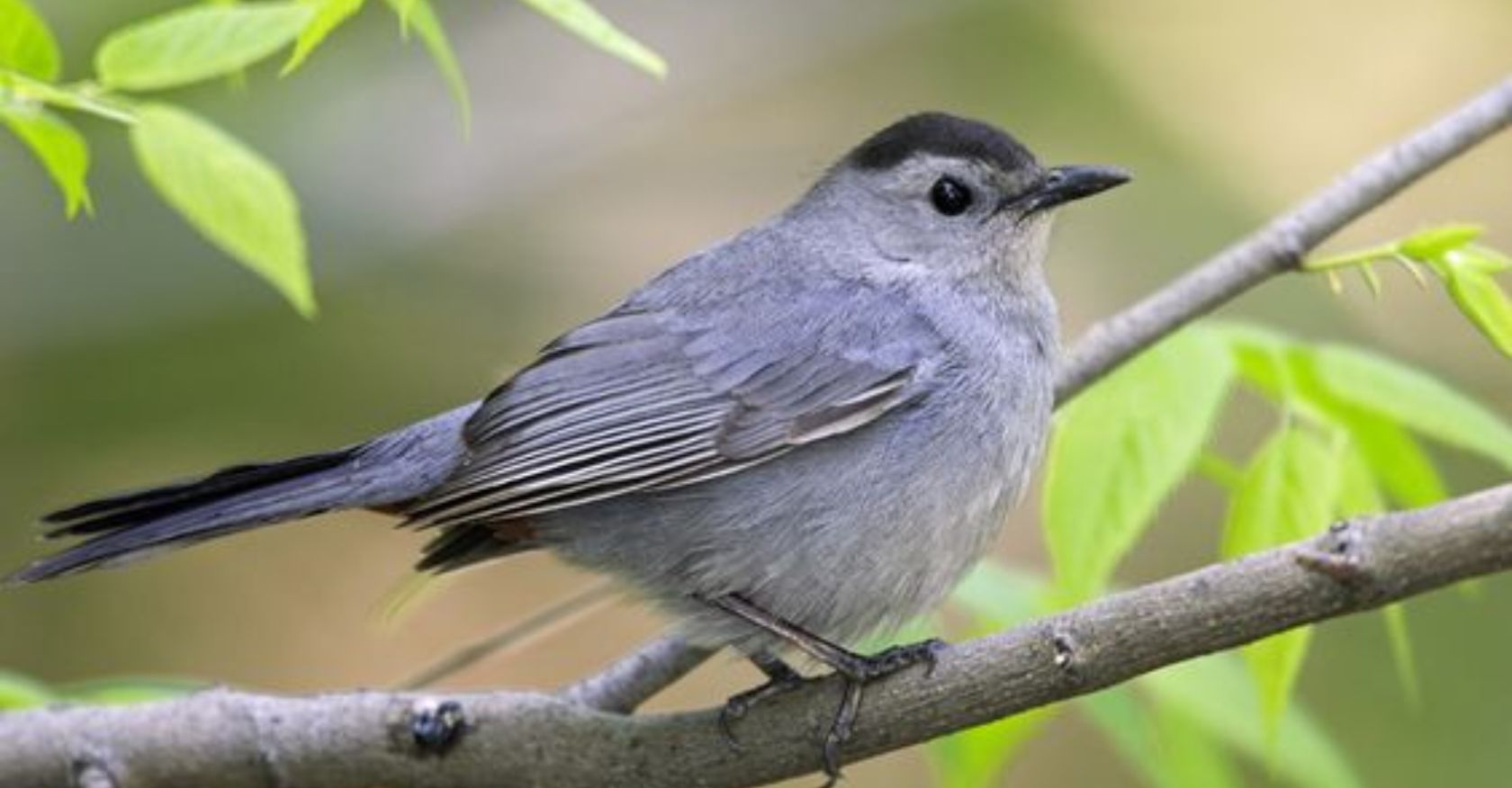 The Gray Catbird: A Vocal and Widespread Bird of North America