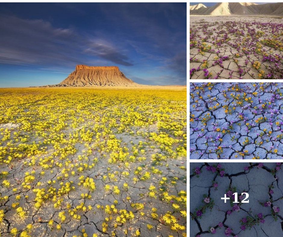 Nature's Resilience: The Astonishing Bloom of the Arid Land in West America