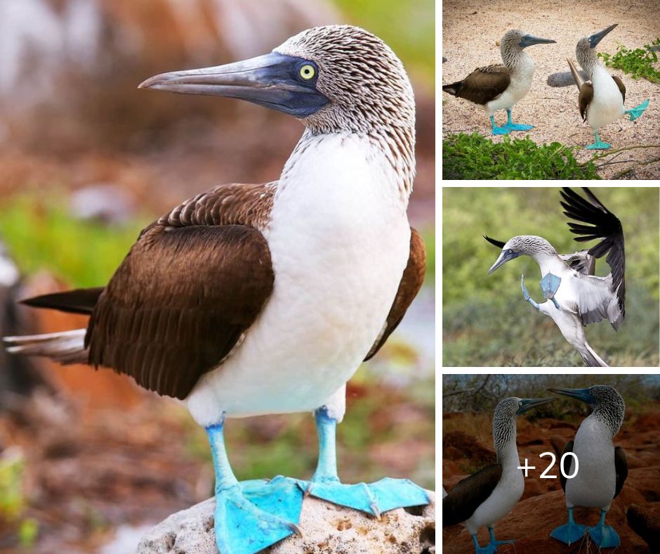 Blue-Footed Booby: A Fascinating Bird with Dazzling Blue Feet